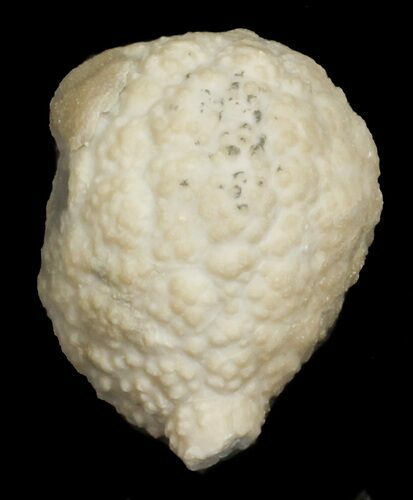 Cystoid (Holocystites) Fossil - Indiana #62025